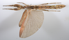 CollectionObject 1590156; 699aa1cd-42d0-458b-9b6f-03bfe16681b0: copyright Oskar Conle. female, ventral view (paratype). (CollectionObject).;CollectionObject 1590157; 3fd27e98-576d-4f90-8350-dafc688c13bc: copyright Oskar Conle. female, ventral view (paratype). (CollectionObject).