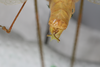 CollectionObject 2376978; bb371f53-4fb4-4895-8d57-75e746bdada8: male, posterior view (syntype). (CollectionObject).