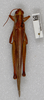 CollectionObject 1520007; 8ff60c2a-ed82-4a19-a32e-dd5d1b8c1500: male, dorsal view (neotype). (CollectionObject).