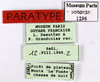 CollectionObject 1587310; MNHN(SF IMPORT DUPLICATE) MNHN-EP-EP1296, 9aa5defc-5235-4468-82c3-eb1de455c314: CC BY-NC-ND 4.0/MNHN - Depraetere Marion - 2014. Paratype, female, of akinetum Grandcolas, 1991. Specimen number: MNHN-EP-EP1296. http://coldb.mnhn.fr/catalognumber/mnhn/ep/ep1296. (CollectionObject).