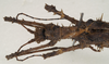 CollectionObject 1577049; 313d62c4-8fe0-4fea-ac1c-777a0eb59eda: copyright ZIN St. Petersburg. male: head & thorax, dorsal view (holotype). (CollectionObject).