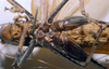 CollectionObject 1577006; cf2652dd-b146-4e44-85cb-76be82f54fb2: female ventral view (syntype). (CollectionObject).