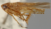 Habitus, lateral view: !! display not done !! on Neophlepsius Linnavuori, 1955: Neophlepsius gracilis, lateral habitus (INHS). (Observation).