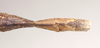 CollectionObject 1559057; 7e532d44-d0aa-4908-a472-c1dda34e1d19: copyright Natural History Museum, London. female: end of abdomen, dorsal view (holotype). (CollectionObject).