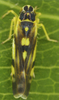 Habitus, dorsal view on Eupteryx (Eupteryx) aurata (Linnaeus, 1758): Habitus (male). (Observation).