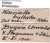 CollectionObject 1502480; ac5cb28f-0a4d-4df9-b5ce-51d0a0014c0e: labels (paratype). (CollectionObject).