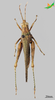 CollectionObject 2275787; 61386727-09ba-49d1-9ac0-df369981fcf5, Unioeste Cascavel K-1300: Female, dorsal view. Aptoceras iguassuensis. (CollectionObject).