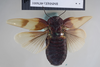CollectionObject 1552815; NHMUK(SF IMPORT DUPLICATE) BMNH(E) 876001, 1b5ce553-4347-489d-aa76-6c34e5b711c8: Copyright NHM, London. Holotype female of synonym Panesthia hilaris, dorsal view. (CollectionObject).
