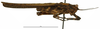 CollectionObject 1536152; 3741ee29-a0bd-4dbf-afc5-a060d5309ca1: male, lateral view (holotype). (CollectionObject).
