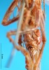 CollectionObject 1500188; d75f4c00-5e84-494e-af7d-a56c20d99ec9, MfN 5064: female, ventral view (holotype). (CollectionObject).
