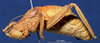 CollectionObject 1567596; 66947c08-fd10-4950-b1dd-33554481d6a1: male, lateral view. (CollectionObject).
