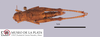 CollectionObject 1514361; d4715a8c-55a2-4734-b0eb-1bfcaa615c02, MLP4257/2: female, dorsal view (allotype). (CollectionObject).