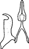 Stylus: !! display not done !! on Excultanus incurvatus (Osborn & Lathrop, 1923): Stylus. (Observation).