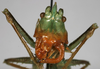 CollectionObject 1522239; 4c2d3553-bc57-408f-81ec-c4133d1b974d: male face (holotype). (CollectionObject).