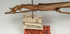 CollectionObject 1557151; NMW 956, a453c62a-9514-40a0-a54f-5f074d0518c3: copyright NMW, Vienna. female: head and thorax, lateral view (lectotype). (CollectionObject).