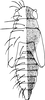 Nymph: (Observation).