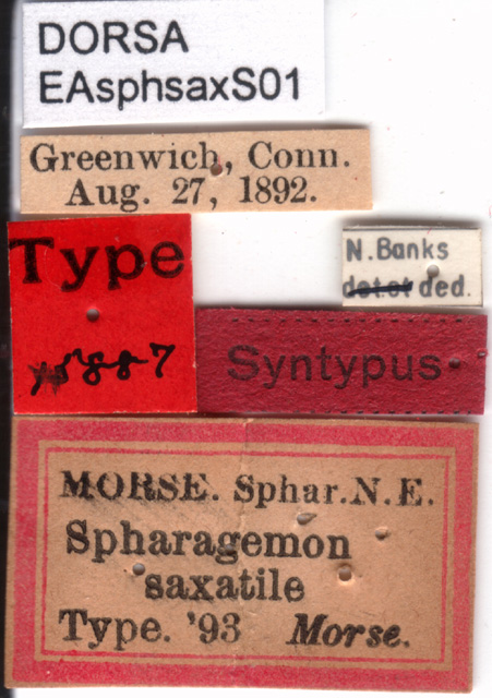 labels (paralectotype). Depicts CollectionObject 1537661; 49e84e03-07fc-488c-9b26-912185b049c8, a CollectionObject.