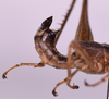 CollectionObject 1544475; 824b1dcb-4003-4f58-9591-55e80d5e63e0: male, terminalia (Zeromastax malavasei holotype). (CollectionObject).