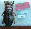 CollectionObject 2070228; 5c546935-bf21-4f05-b699-2a04fbc03f5e: male, dorsal view (holotype). (CollectionObject).