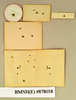 Dryadoblatta scotti (Shelford, 1912): Holotype, male, labels, reverse. BMNH(E)#878058. (Otu).