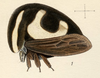 Habitus, lateral view: !! display not done !! on Membracis c-album Fairmaire, 1846: (Observation).