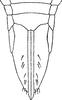 Ovipositor on Dikrella (Dikrella) californica (Lawson, 1930): Ovipositor. (Observation).