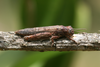 FieldOccurrence 352; c8191d10-3519-46e0-91dc-7c86c5e4d6b0; Tanzania
Lake Chala area, eastern slopes Mount Kilimanjaro, 2014/02/??: female. (FieldOccurrence).