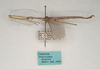 CollectionObject 1562025; 93bb3eb7-2d67-47e1-b92d-928e07fa2bc3: copyright ANIC, Canberra. male, lateral view (paratype). (CollectionObject).;CollectionObject 1562026; 82becf04-55d0-4b8a-af82-e8859489fee6: copyright ANIC, Canberra. male, lateral view (paratype). (CollectionObject).