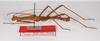CollectionObject 1558620; 004f81cf-8f5b-48fe-ba2e-596cce0b9a6d: copyright ZMB, Berlin. male, lateral view (paralectotype). (CollectionObject).;CollectionObject 1558621; 457bf35d-10cc-44dd-a7df-44b20b9cad56: copyright ZMB, Berlin. male, lateral view (paralectotype). (CollectionObject).;CollectionObject 1558622; 57bd3c81-712d-4b8f-bcf9-b8a17e12b6db: copyright ZMB, Berlin. male, lateral view (paralectotype). (CollectionObject).