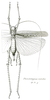 Phrictaetypus viridis Brunner von Wattenwyl, 1898: Pl. XIX, Fig. 44. female (body length 33 mm, tegmina 38 mm, ovipositor 12 mm). (Otu).
