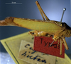 CollectionObject 1500719; b21d9629-82c1-4f68-8b2f-8f311b119cd2: male cerci (lectotype). (CollectionObject).