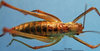 CollectionObject 1536542; f4cc5f53-45db-4dee-b718-606926a51ef8: male, dorsal view (paratype). (CollectionObject).