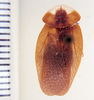Phortioecoides guarani Rehn, 1937: Photo by Heidi Hopkins. dorsal habitus. (Otu).
