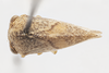 Habitus, dorsal view on Cyrtolobus griseus Van Duzee, 1908: (Observation).
