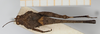 CollectionObject 1517996; f1b3f93e-8f2d-40eb-bfe6-19233d3f6856, NHMUK010924549: male (syntype), dorsal view. (CollectionObject).