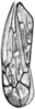 Forewing: !! display not done !! on Scaphoideus (Scaphoideus) immistus (Say, 1831): (Observation).