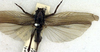Sphagniana sphagnorum (Walker, 1869): female (paralectotype). (Otu).