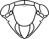 Nymph: (Observation).