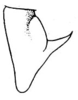 Conocephalus (Opeastylus) vitticollis (Blanchard, 1851): Pl. XXIII, Fig. 3. dorsal outline of male cercus. (Otu).