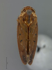 Habitus, dorsal view on Polana (Culumana) excava (DeLong & Freytag, 1972): Male holotype [NCSU]: habitus, dorsal view. (Observation).