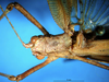 CollectionObject 1500564; 2411e313-9118-421f-b3a8-5e28130c926d: male head and pronotum dorsal view (holotype). (CollectionObject).