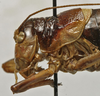 CollectionObject 1535962; fb5dae8d-7e55-4009-8262-4c7a39549592: female head and pronotum, lateral view (paralectotype). (CollectionObject).