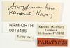 CollectionObject 1574542; NHRS NRM-ORTH 13486, 0b3ba5ce-27c2-406b-a6eb-1a6d326aa503: labels (syntype). (CollectionObject).