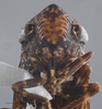 Head on Allonolla smithi Young, 1977: Head. (Observation).
