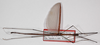 Singaporoidea albilateralis (Hennemann, 1998): copyright F. Hennemann. male (paratype). (Otu).