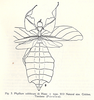 CollectionObject 1561210; 20789890-8cce-4cae-ae7c-da330dcdf566: sketch by Willemse 1947: 319. female (holotype) [NB - female selected by Bragg in Leiden as 'holotype' is a different species]. (CollectionObject).