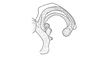 Teinophaus saussurei Bruner, 1908: Fig. 11. aedeagus, lateral view. (Otu).