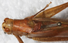 CollectionObject 1564209; NMW 379', cc8a1285-3d03-480a-8f93-66e9a473013c: male, dorsal view (syntype). (CollectionObject).