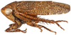 Habitus, lateral view: Goniagnathus emeljanovi, female, lateral habitus (INHS). (Observation).