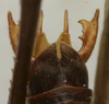 CollectionObject 1535131; d0c51dd8-88e3-45b6-a0e3-b2b0a062db69: male cerci (holotype). (CollectionObject).